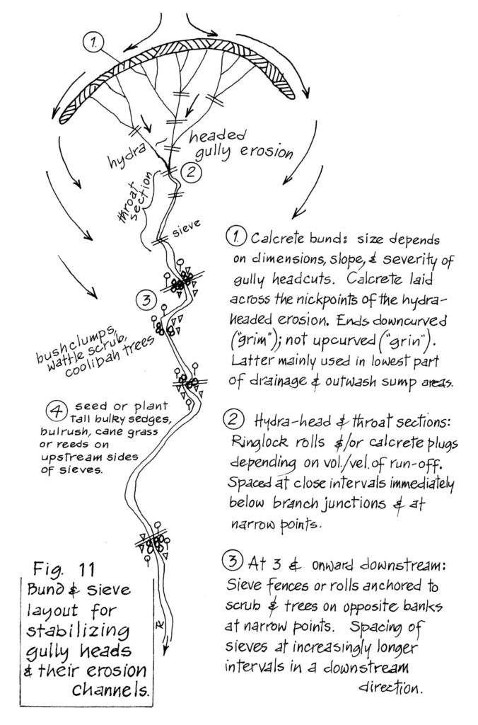 fig 11 sm