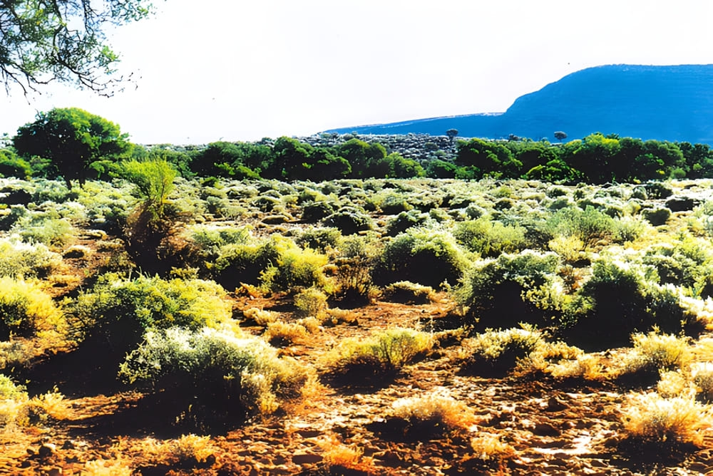 ecological succession and conservation emu