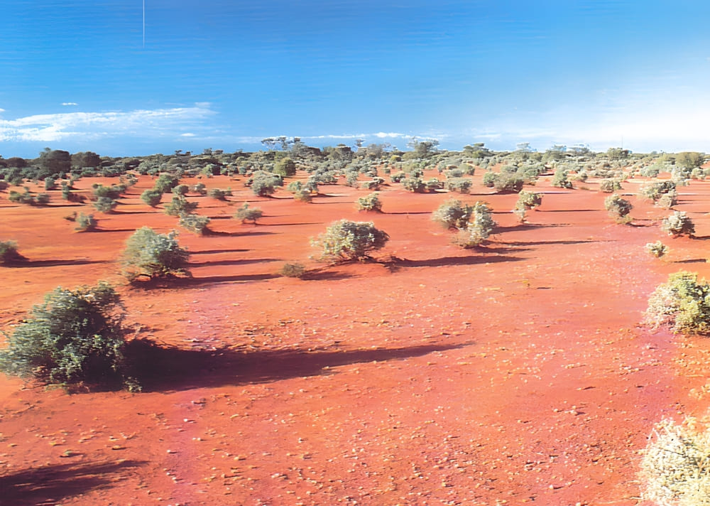 emu ecological conservation