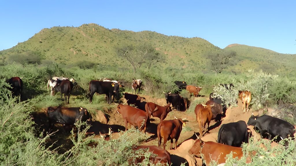 gully stabilisation using cattle